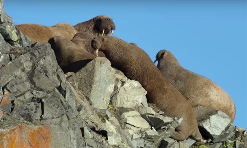 our planet walrus behind the scenes feature netflix