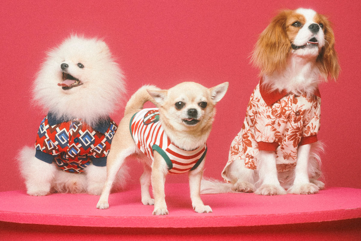 Gucci pet collection includes $7,500 dog bed, $460 poop bag holder