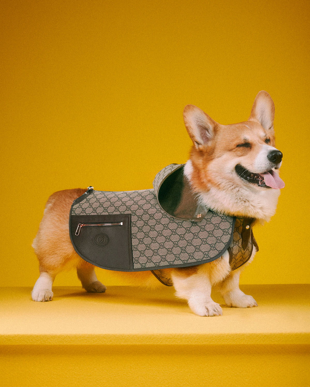 Gucci Dog Carrier - Photo 36668 / Coolspotters
