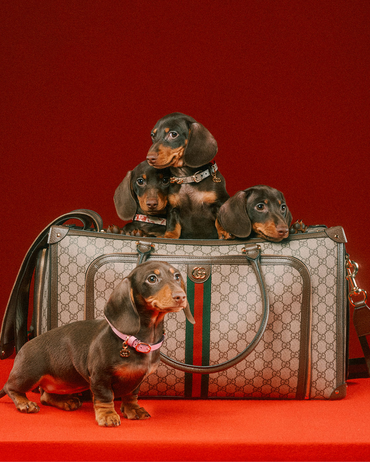 Fab find: Gucci bag a stylish way to carry pets