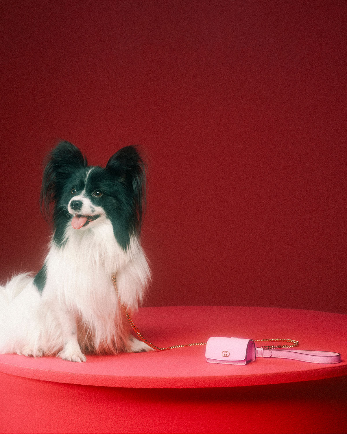 Gucci's First Pet Collection Is For Good Boys & Bad Bitches