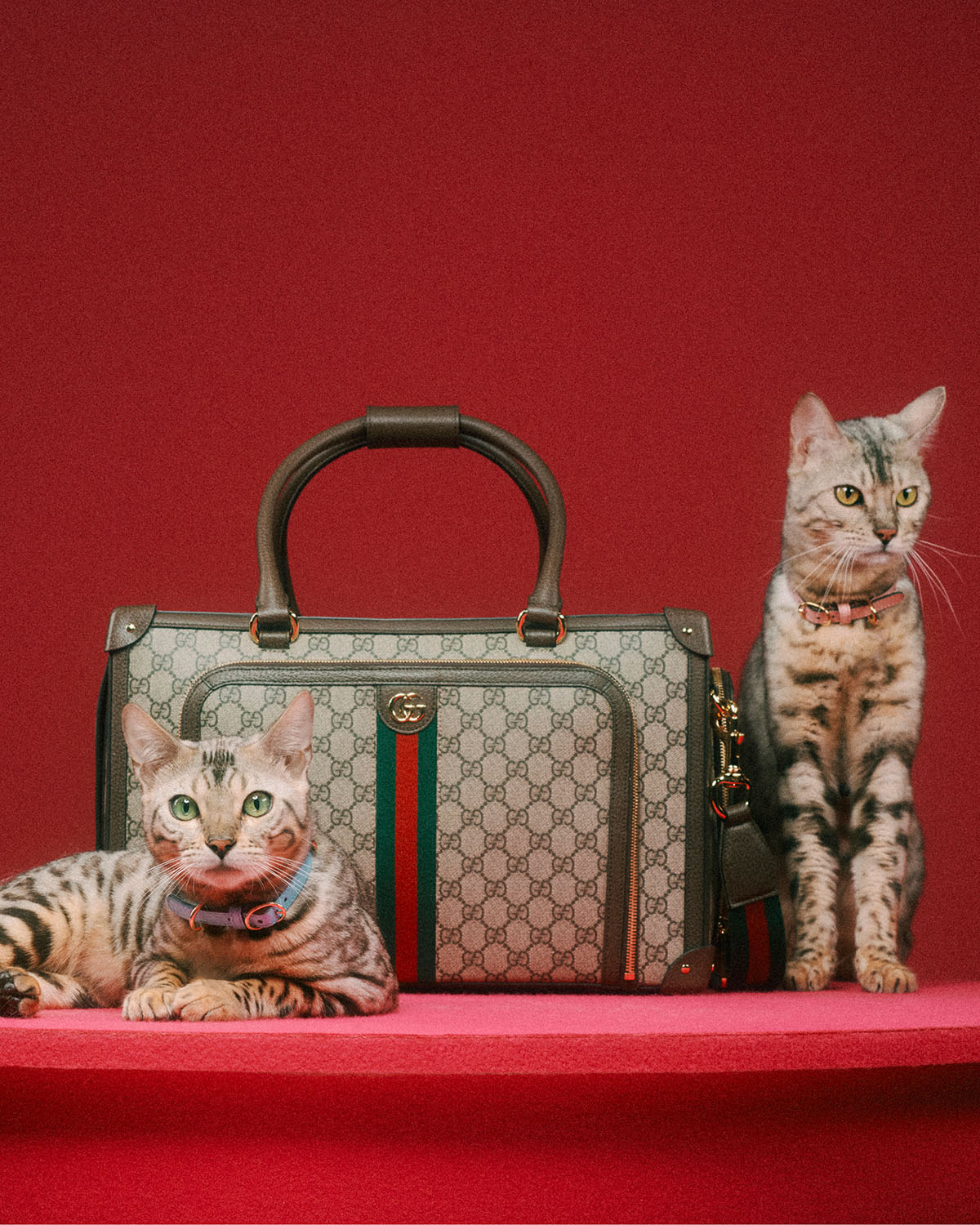 Gucci's First Pet Collection Is For Good Boys & Bad Bitches
