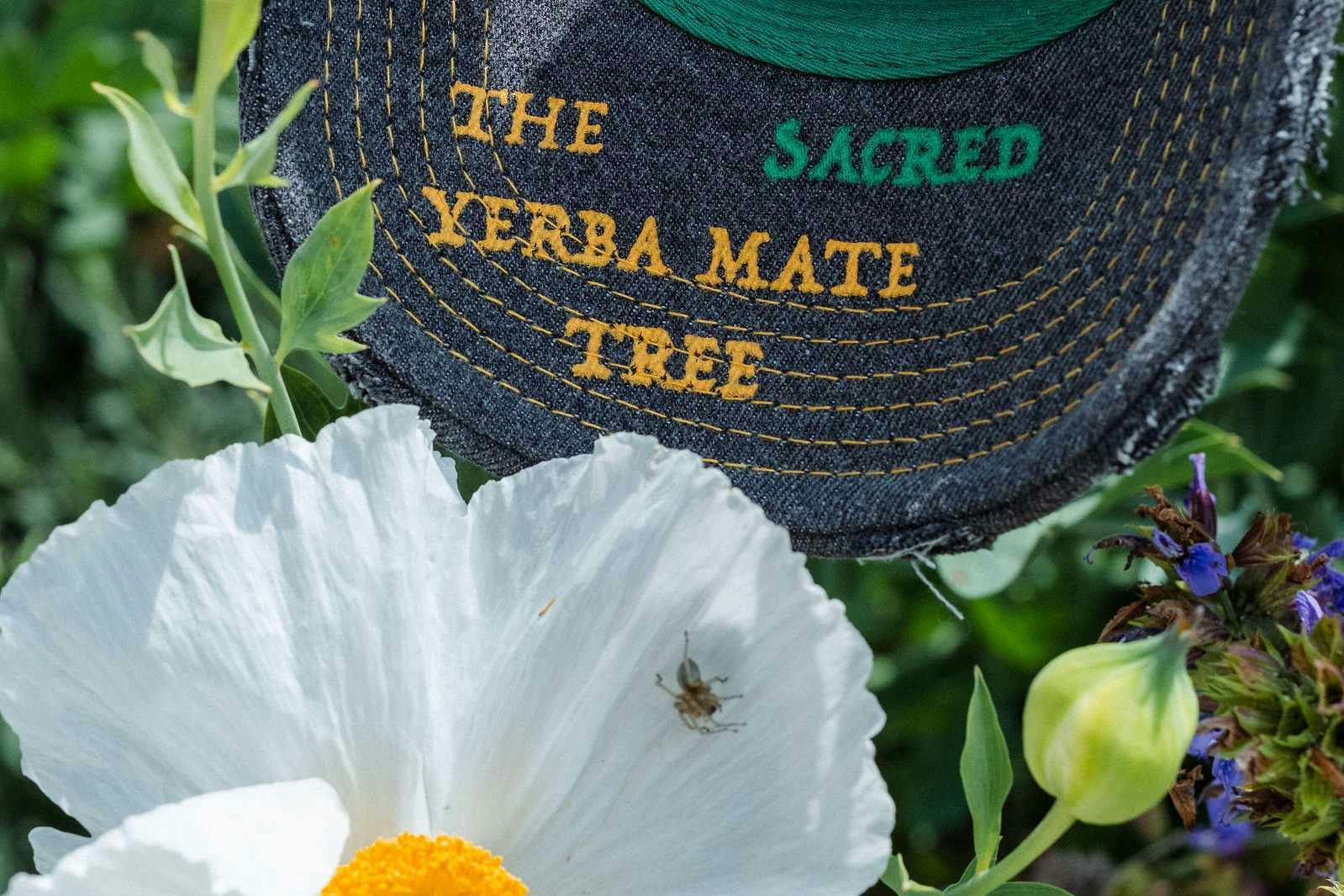 Beepy Bella x Guayaki yerba mate hat