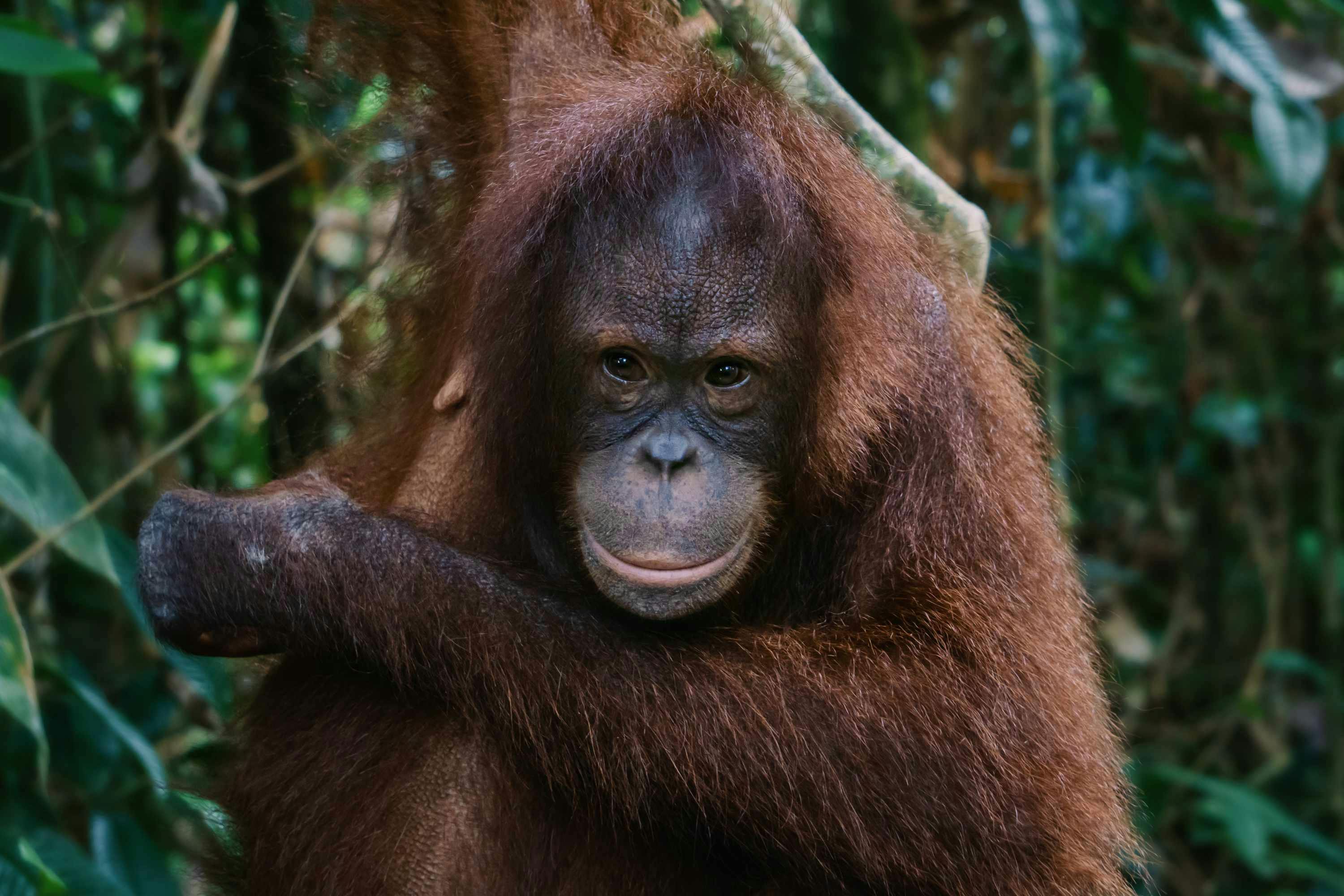 amber the pointing orangutan