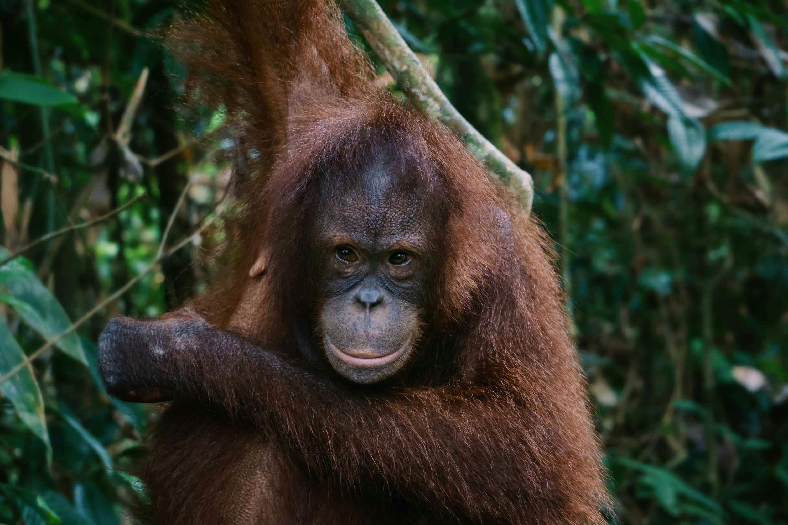 amber the pointing orangutan