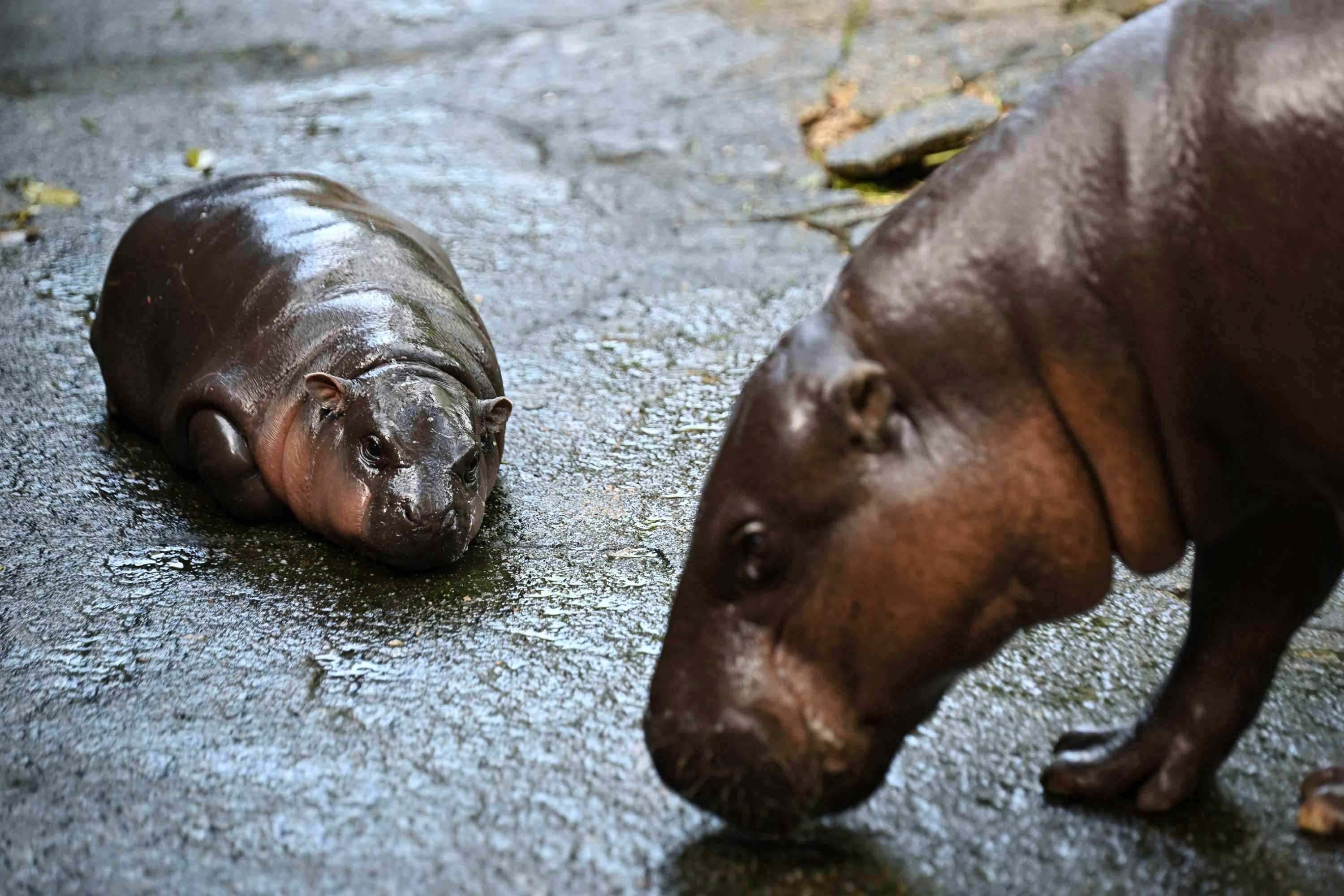 moo deng, viral baby hippo, seen at thai zoo