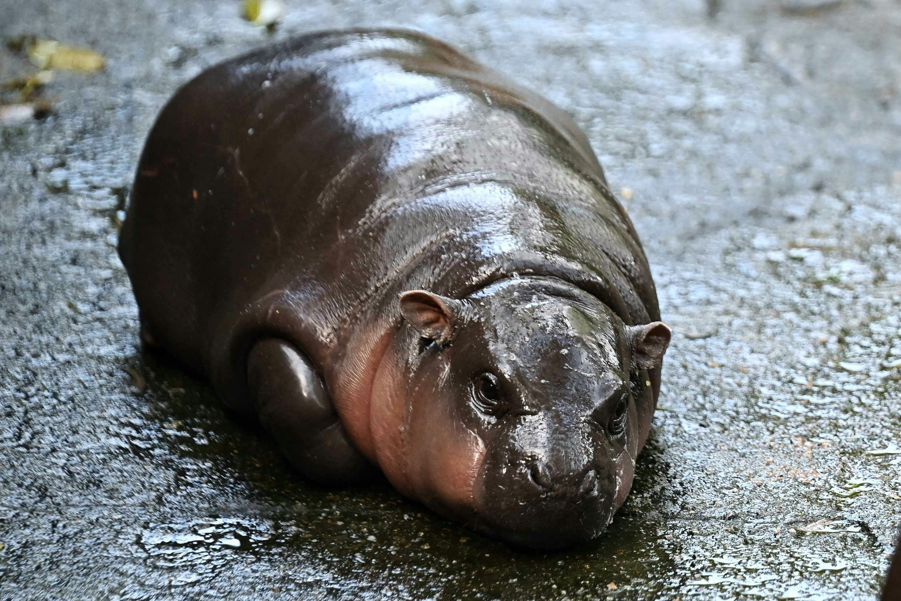 moo deng, viral baby hippo, seen at thai zoo