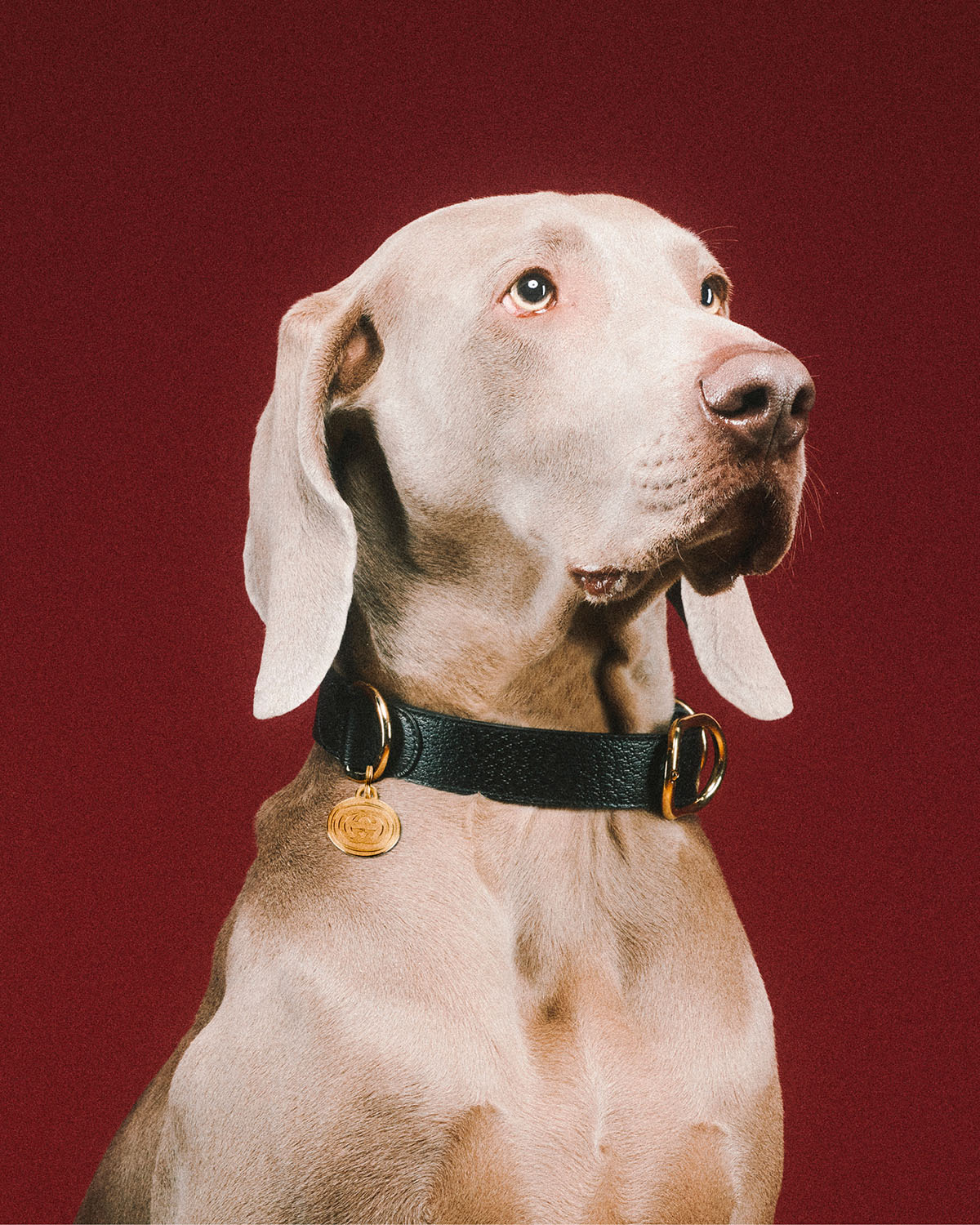 Voordracht Klusjesman Mier Gucci's First Pet Collection Is For Good Boys & Bad Bitches